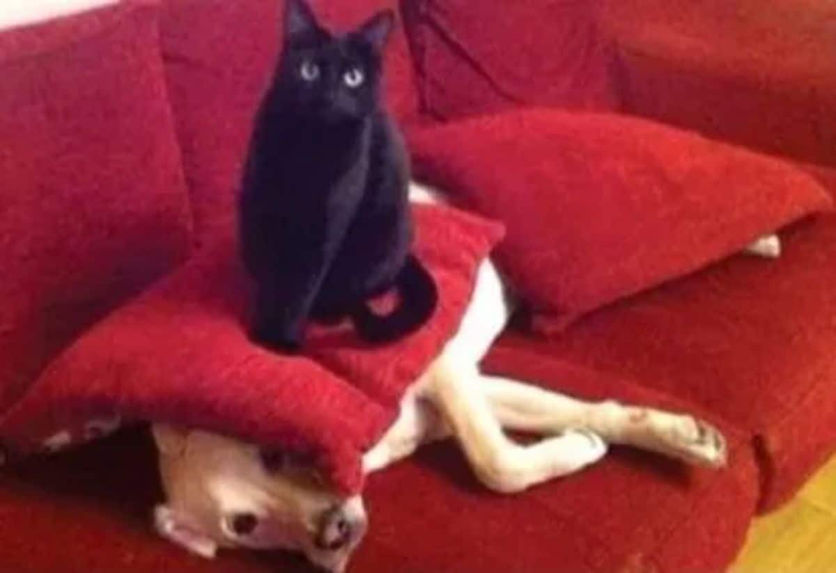 black cat sitting on a red cushion placed on a yellow labrador retriever's face on a red sofa