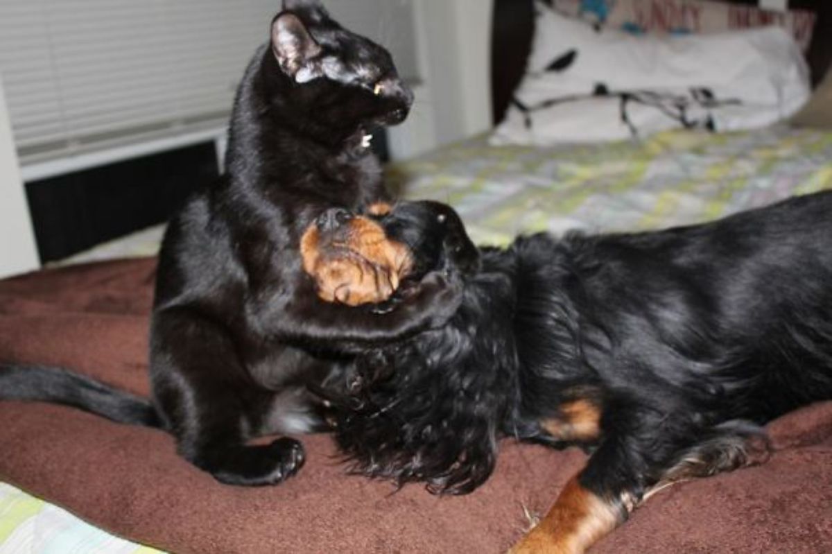 black cat with the mouth open and the paws around a fluffy black and brown dog on a bed