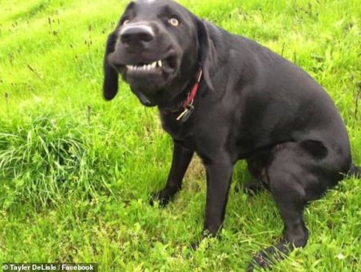 black dog almost sitting on grass with the mouth slightly open to show the bottom row of teeth