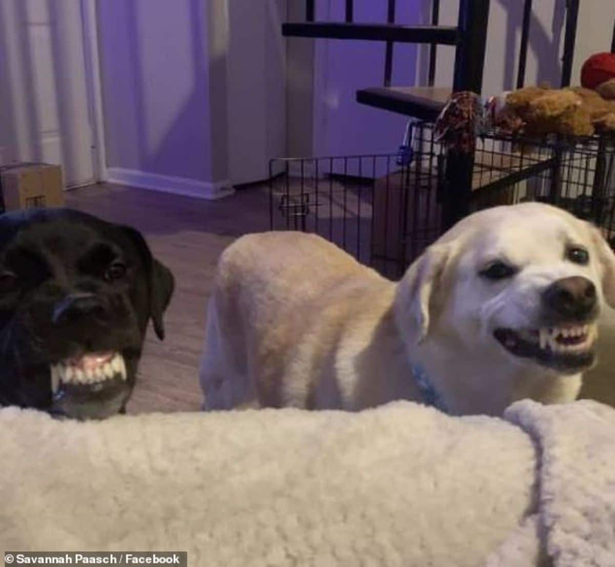 black dog and white dog standing at a white sofa and smiling with their teeth showing like a snarl