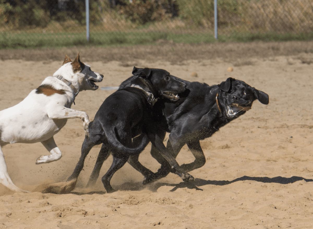 black dog being chased by a black dog and a brown and white dog