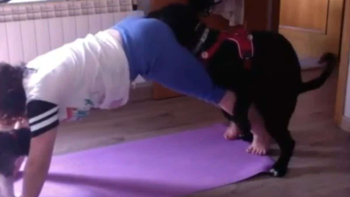 black dog holding on to a woman's back while she's doing yoga