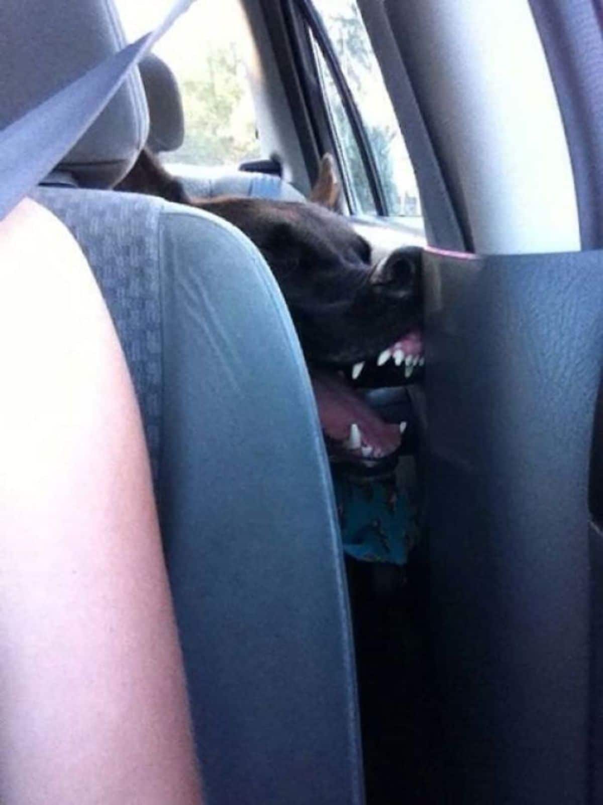 black dog in a backseat with the nose against the inside of the car and the mouth open