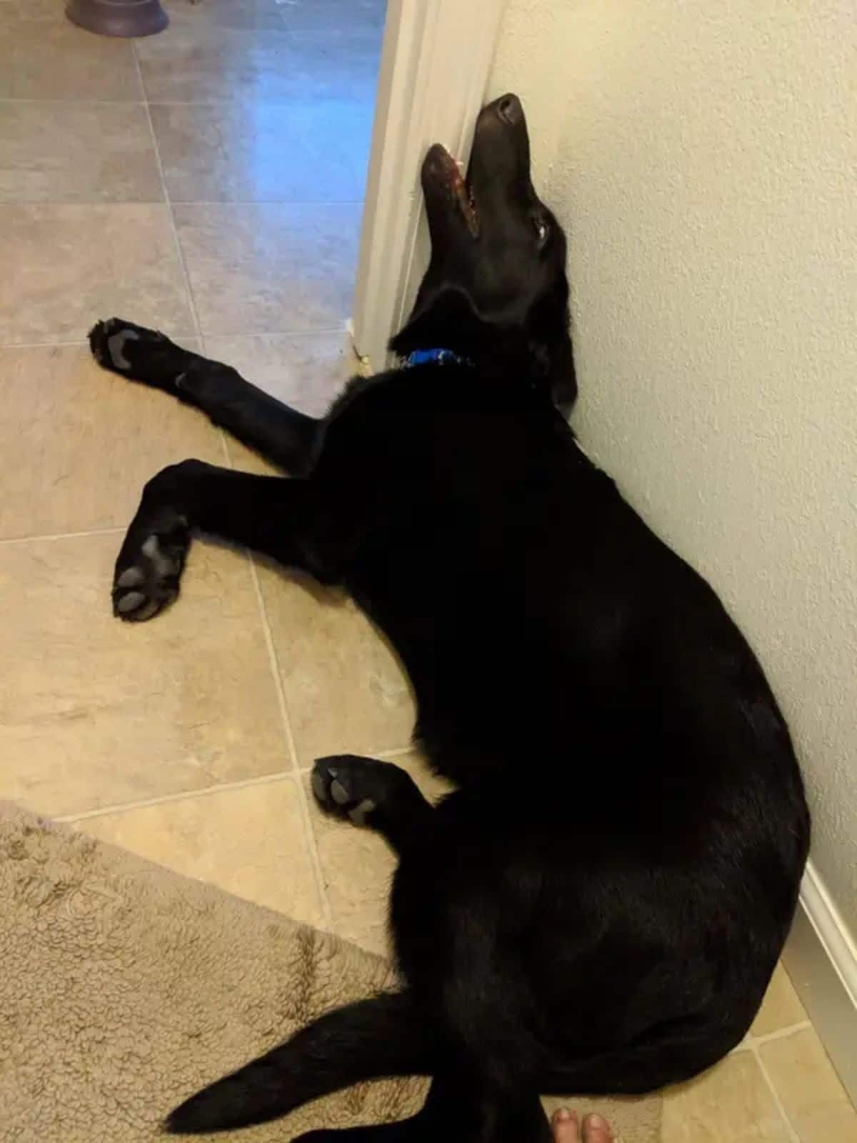 black dog laying against a wall with the face against the corner