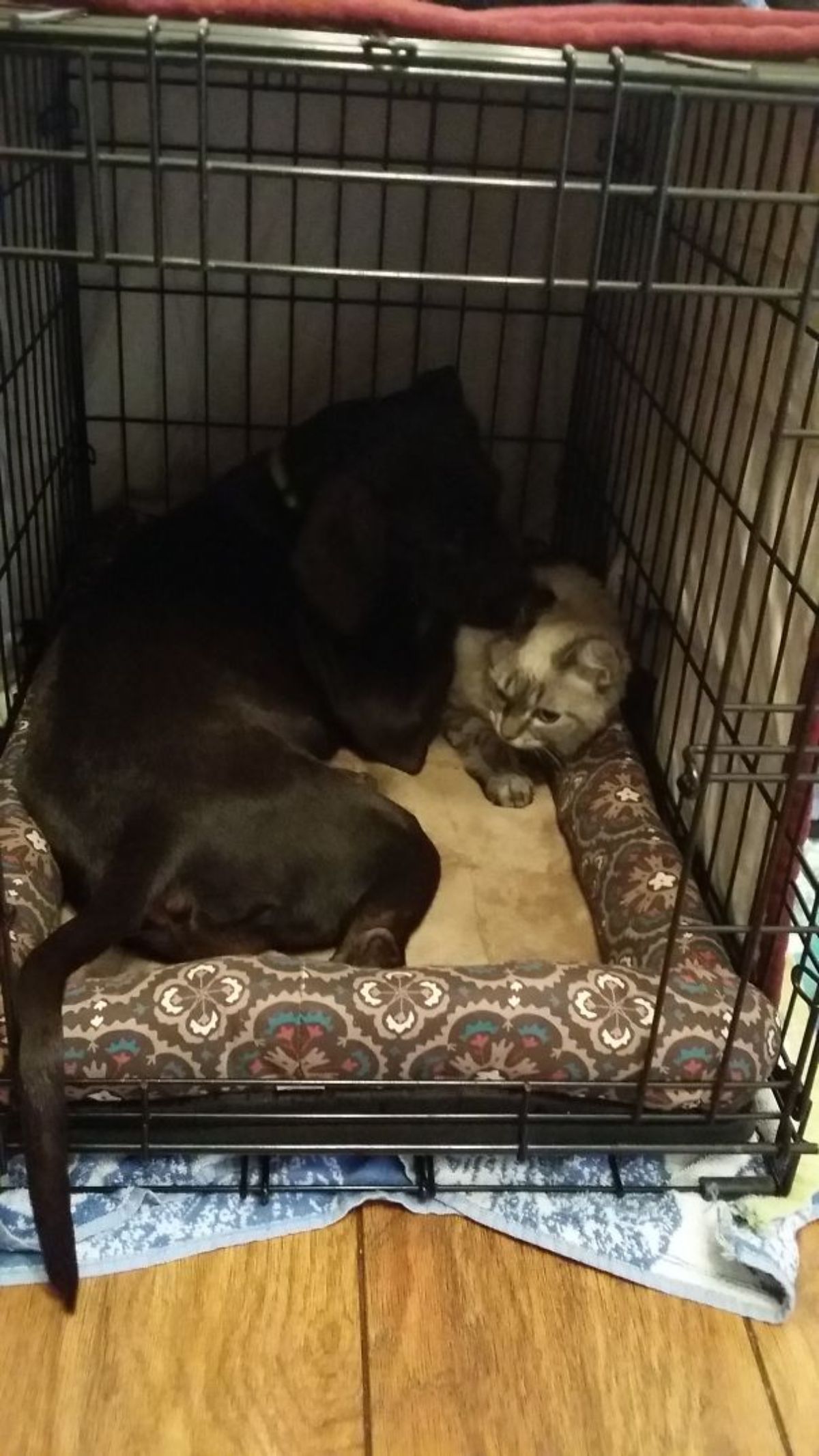 black dog laying on a brown dog bed inside a black crate cuddling with a brown siamese cat