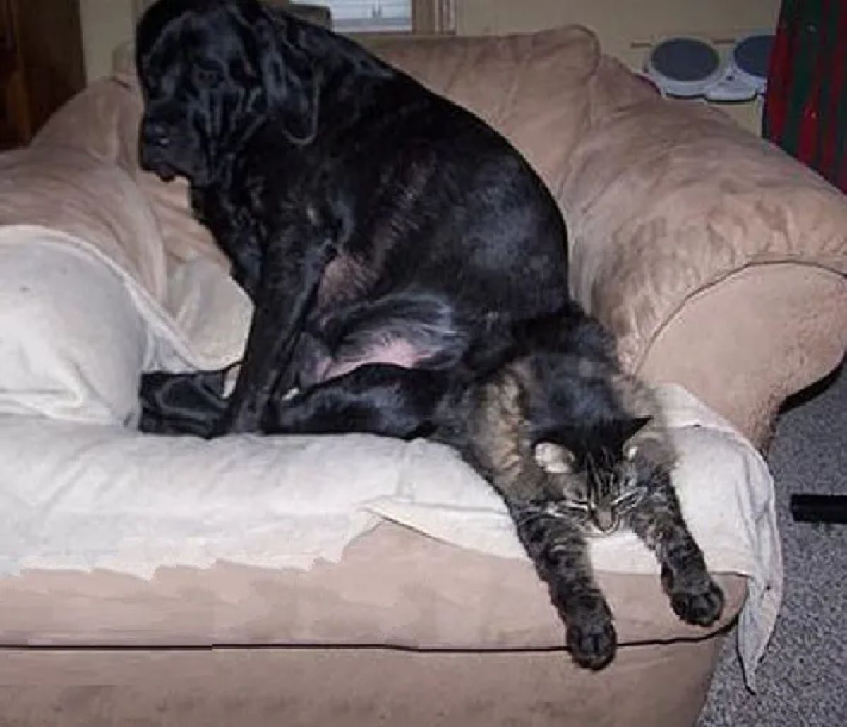 black dog sitting on a fluffy grey tabby cat on a brown chair