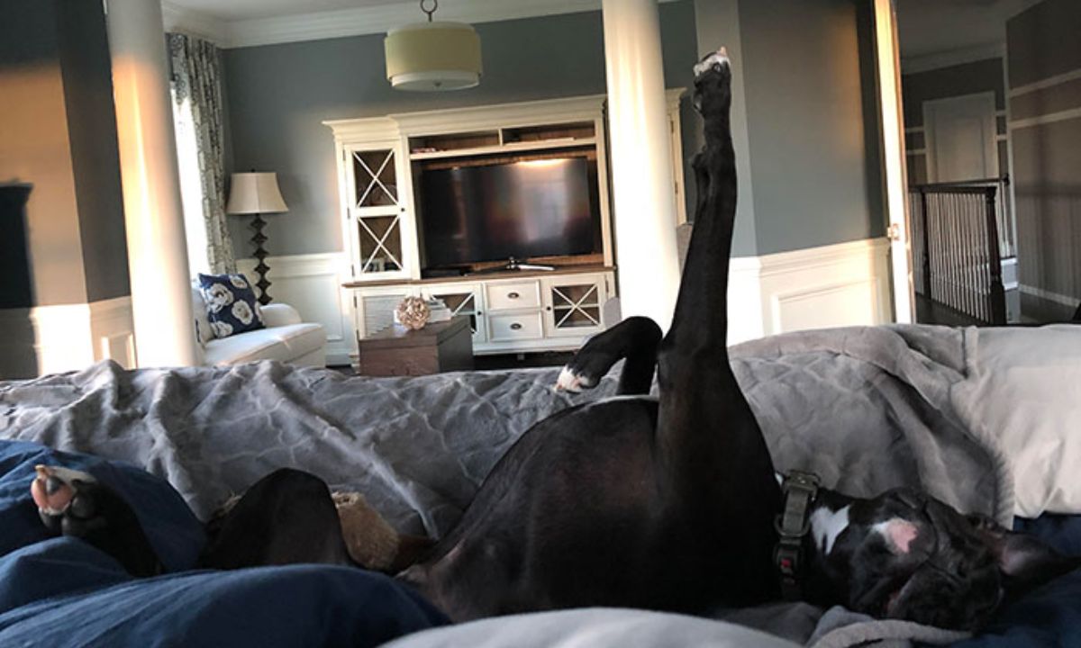 black dog sleeping on a couch with one front leg stretched upwards