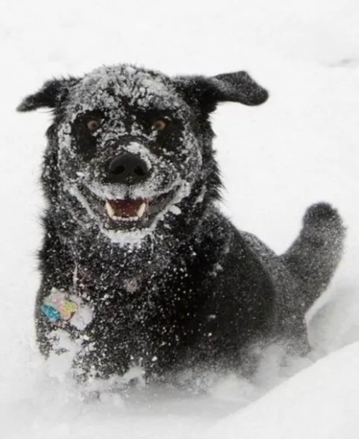 black dog standing in snow and is covered in snow