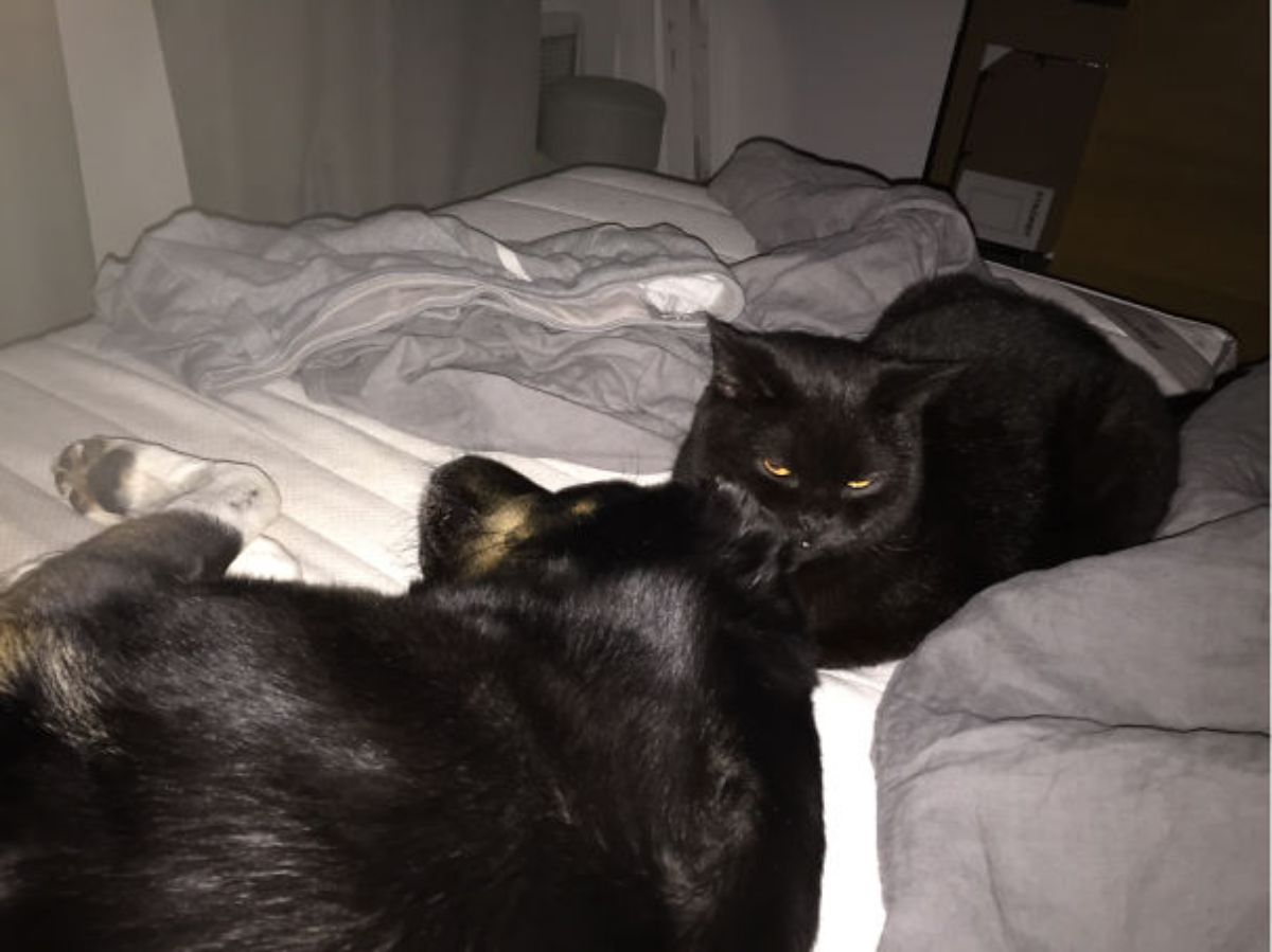 black dog with white paws sleeping on a white bed with a black cat cuddling