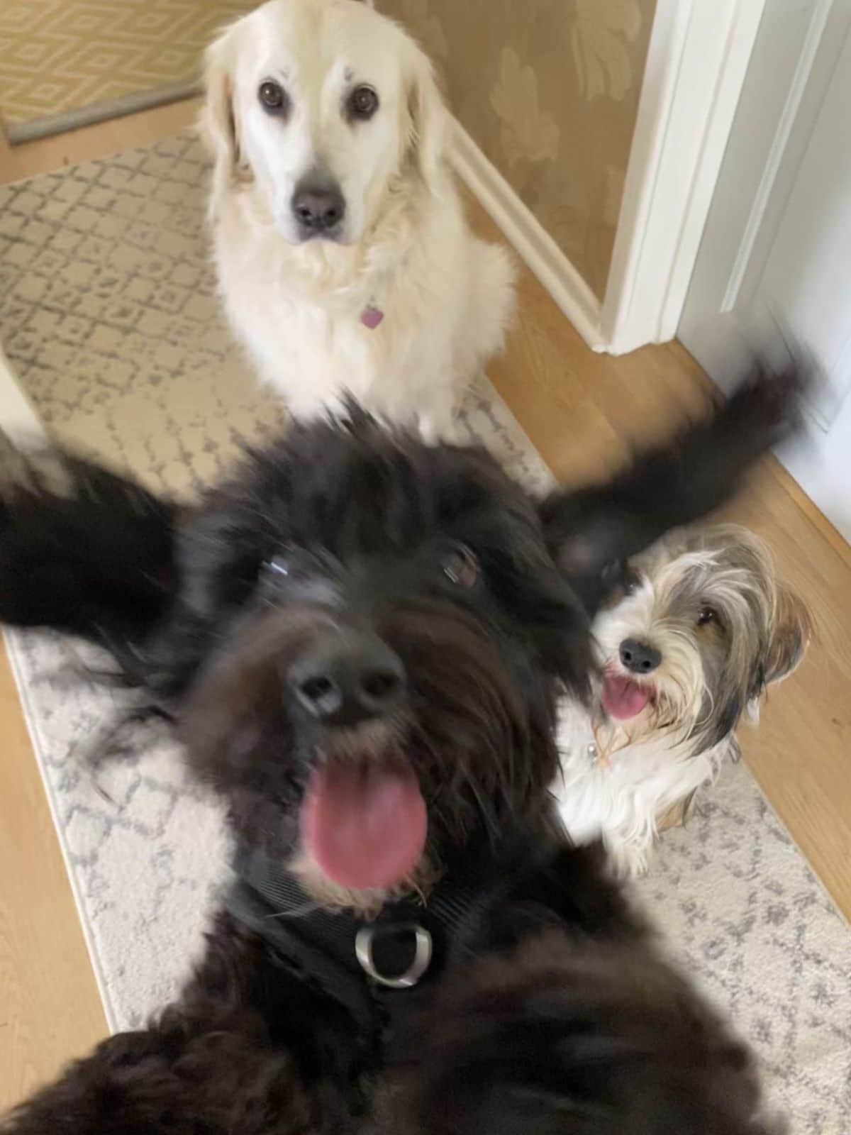 black fluffy dog jumping at the camera with a fluffy white dog and a fluffy black and white dog sitting on the floor