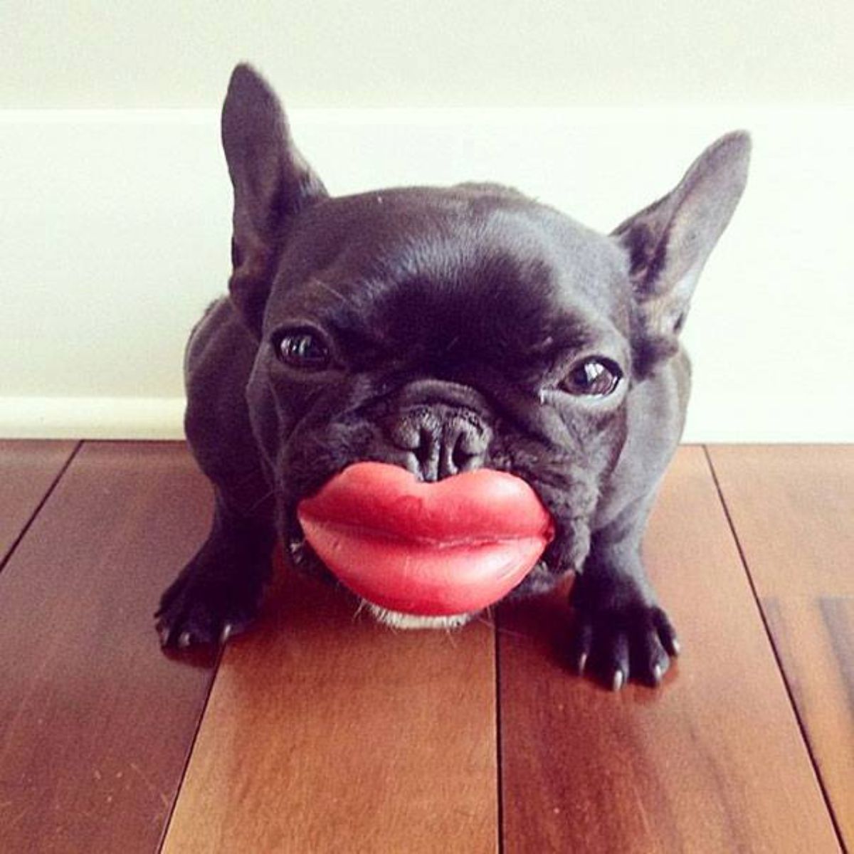 black french bulldog with a red lip toy on the mouth
