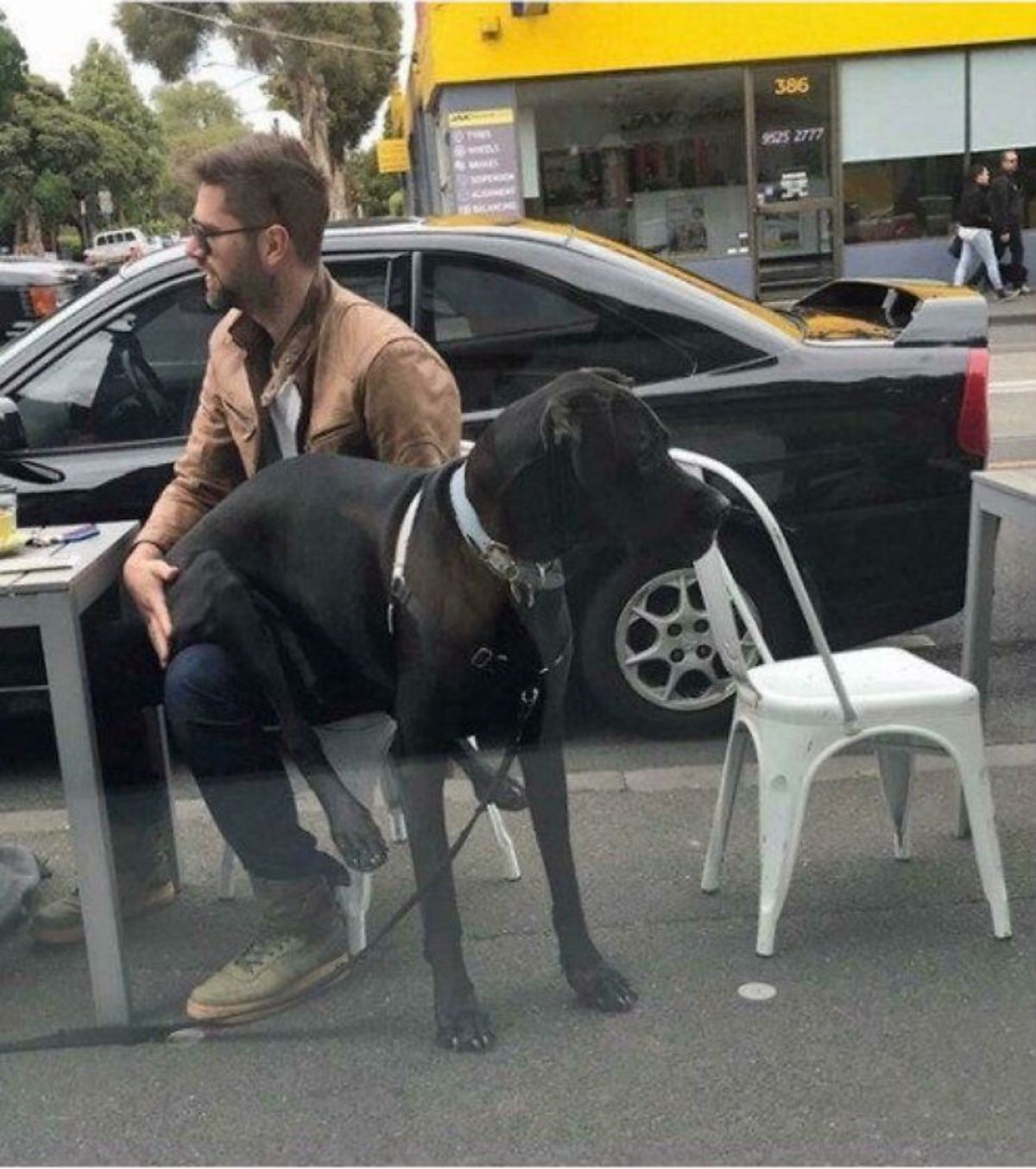 black great dane sitting on a man's lap with the front legs on the floor