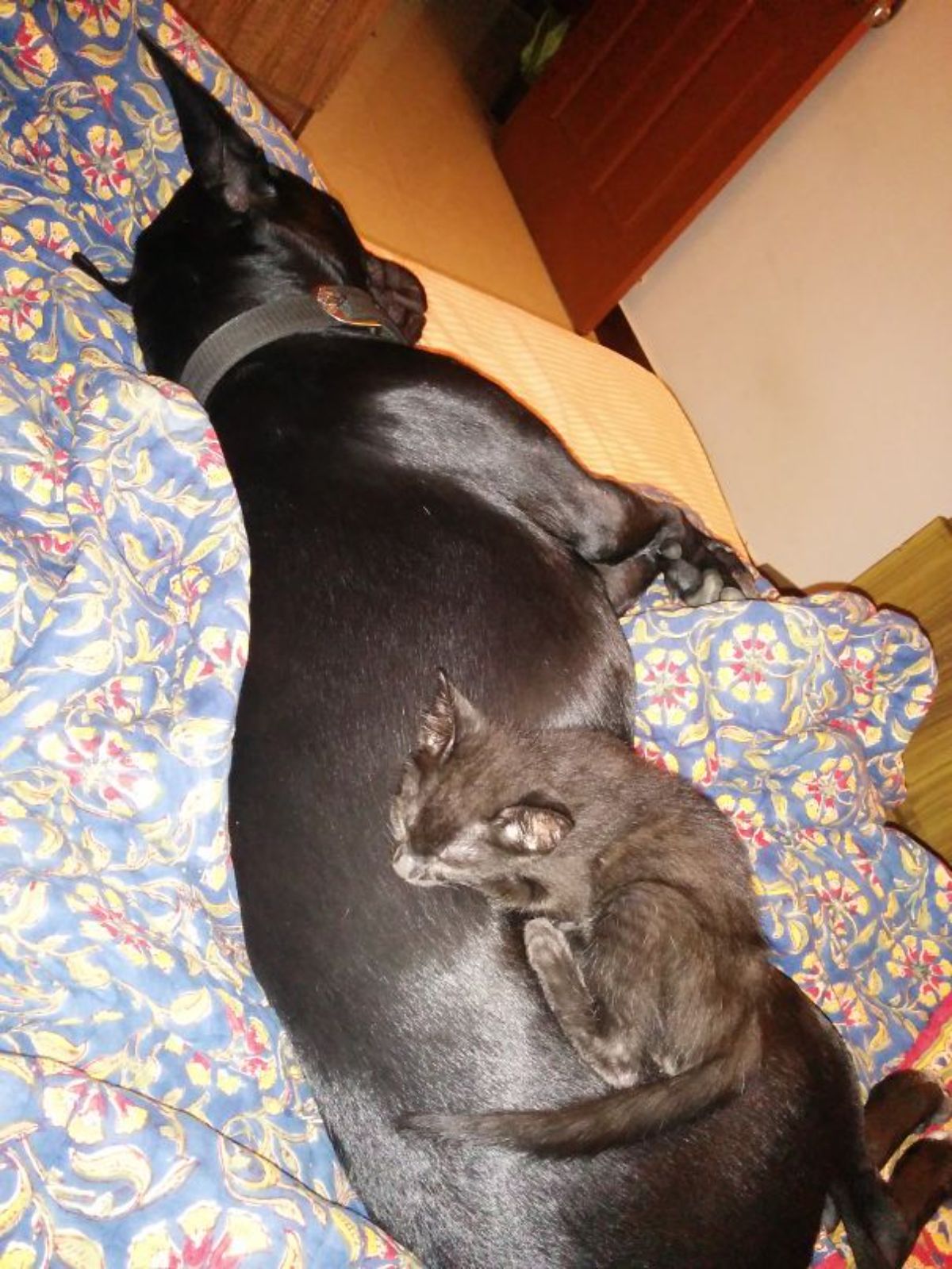 black kitten laying and sleeping on a black dog sleeping on a bed