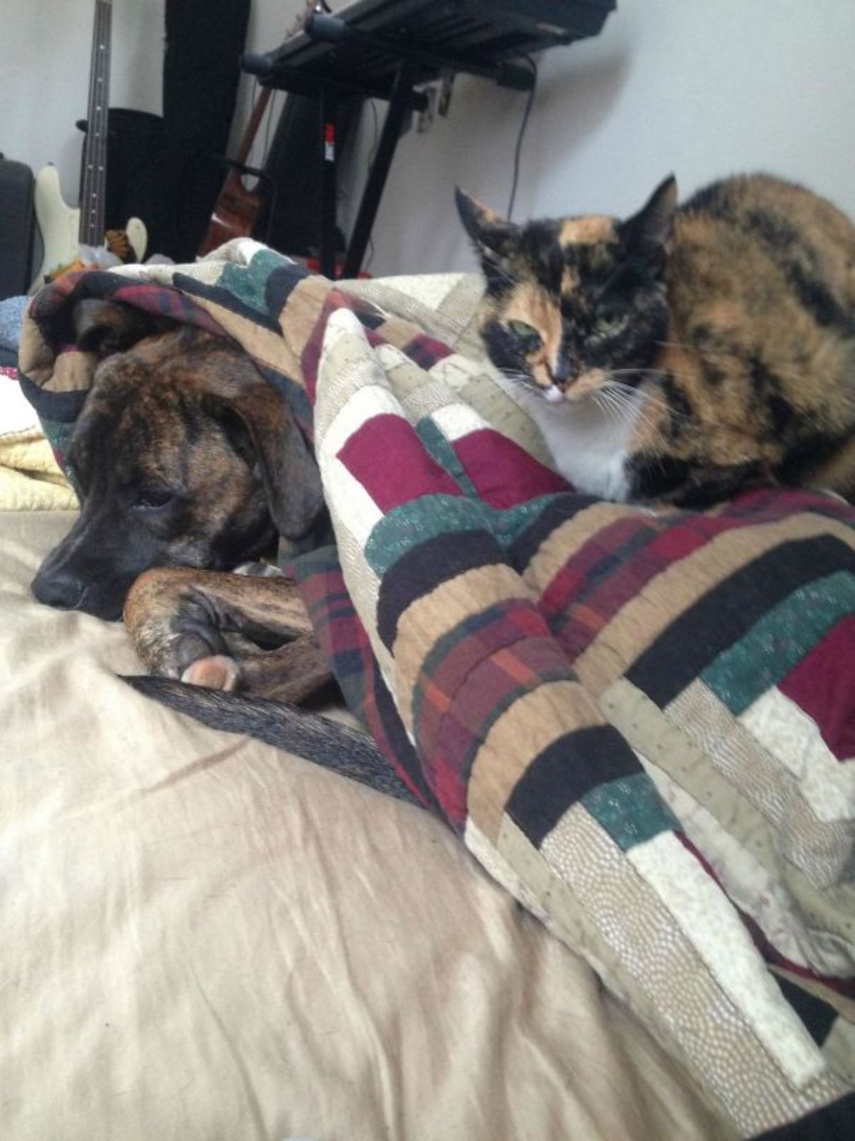 black orange and white cat sitting on a colourful blanket with a black and brown brindle dog under it