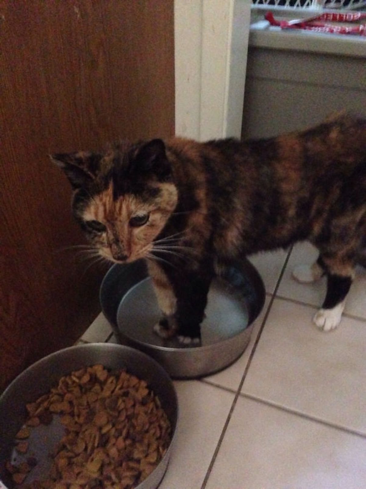 black orange and white cat standing with the front legs inside a dog's water bowl