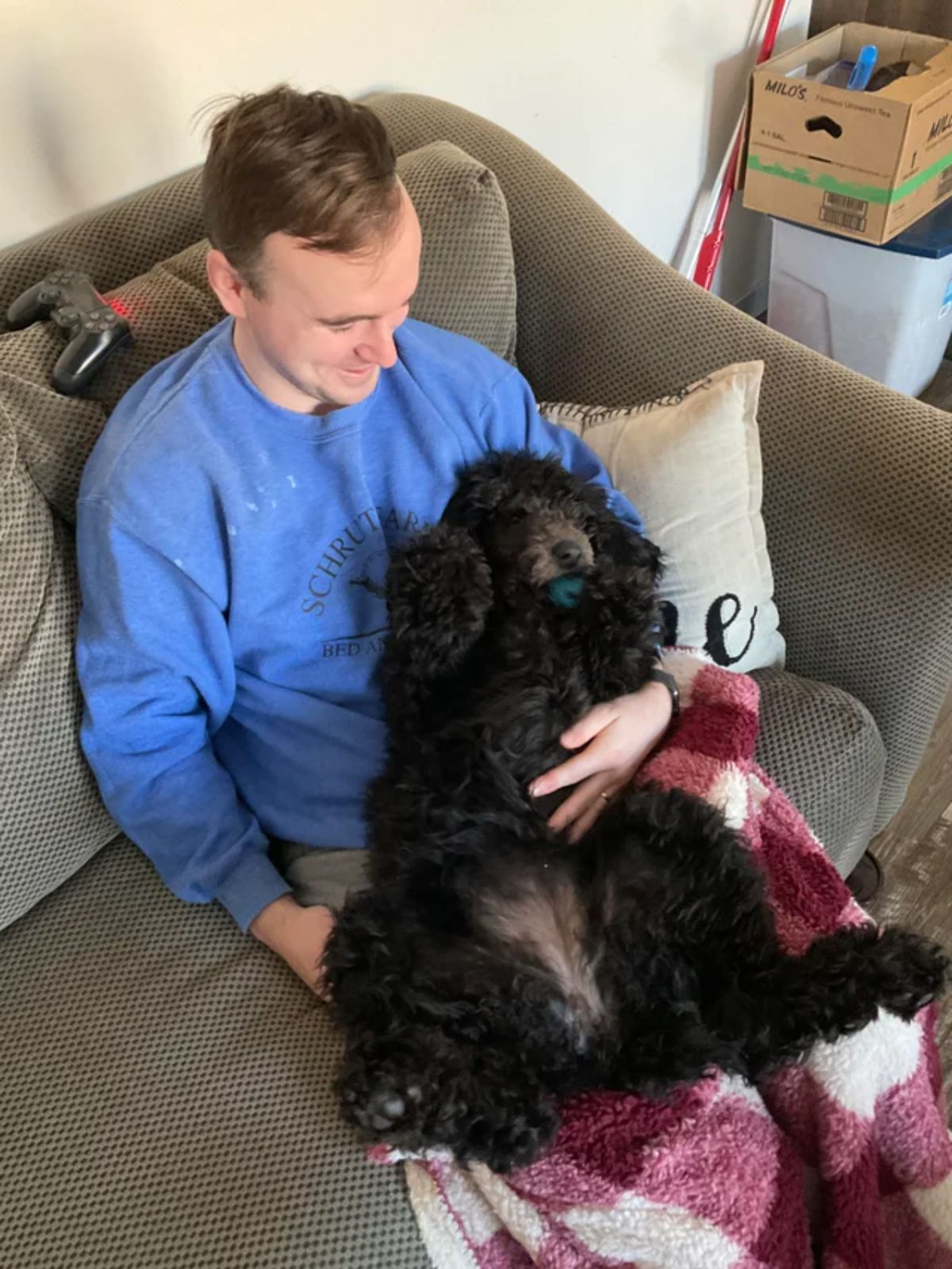 black poodle laying belly up on a man's lap