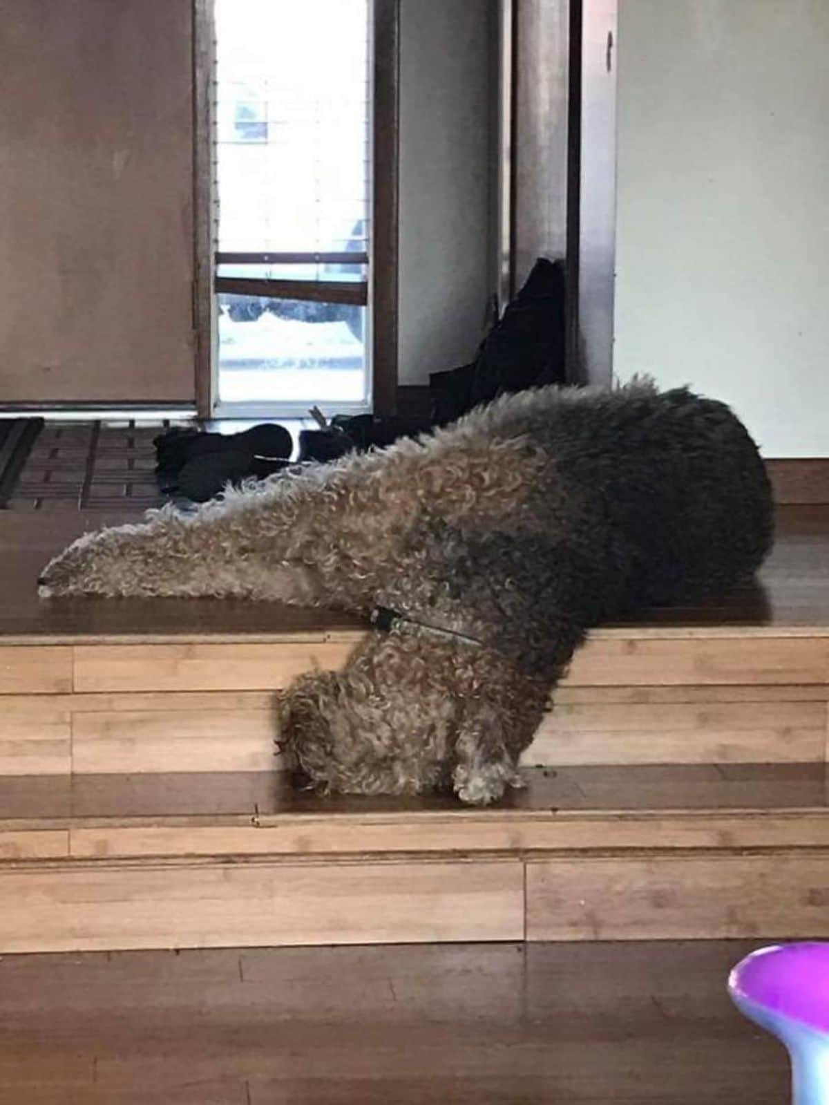 black poodle sleeping on a stair landing with the head on the stair below