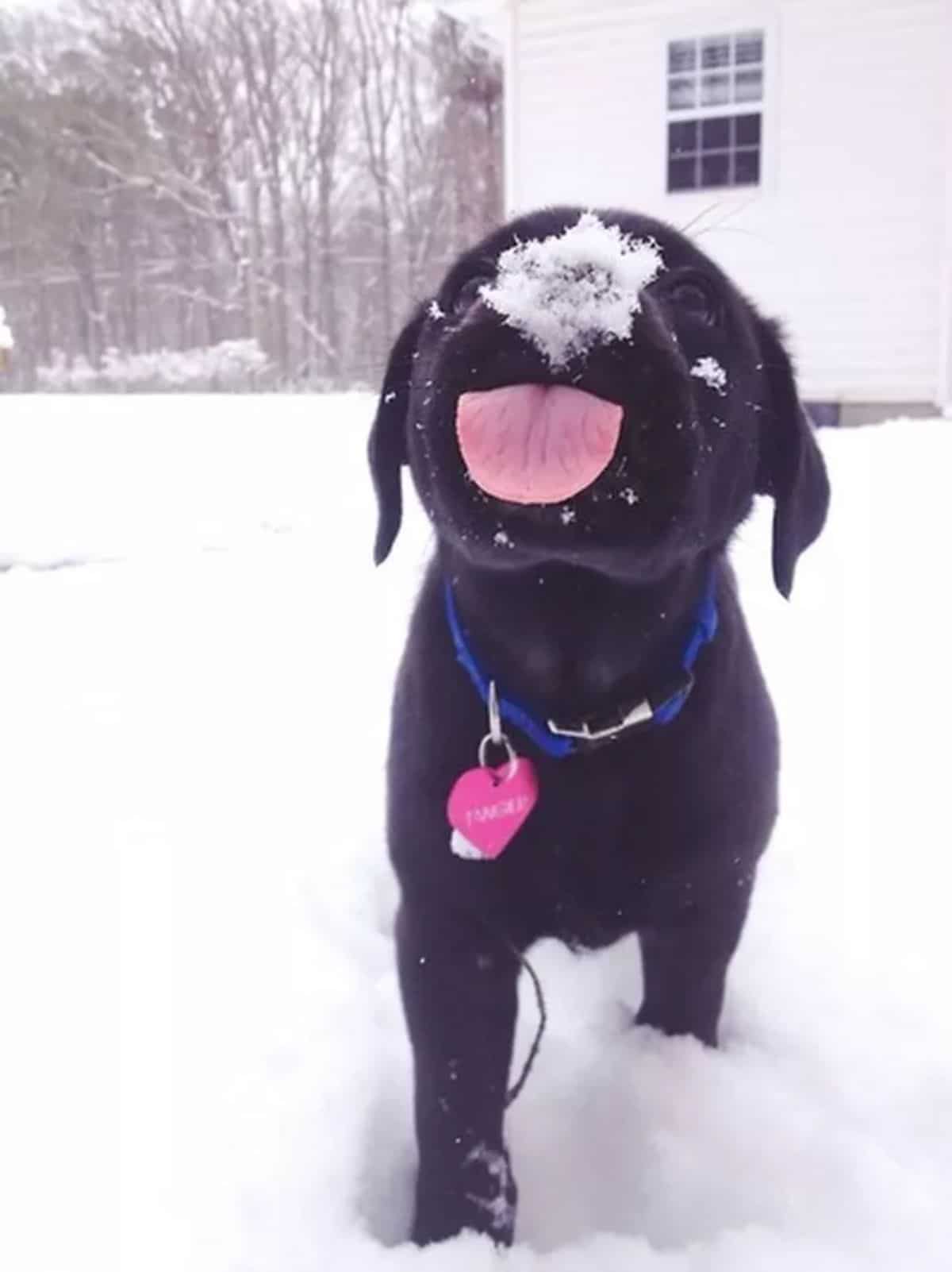 black puppy standing in snow with snow on its nose