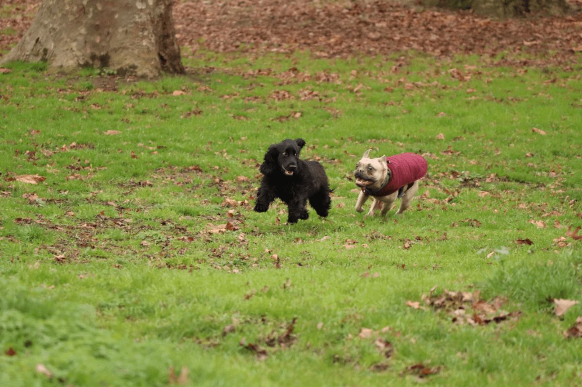 black spaniel being chased by a brown french bulldog in a red coat