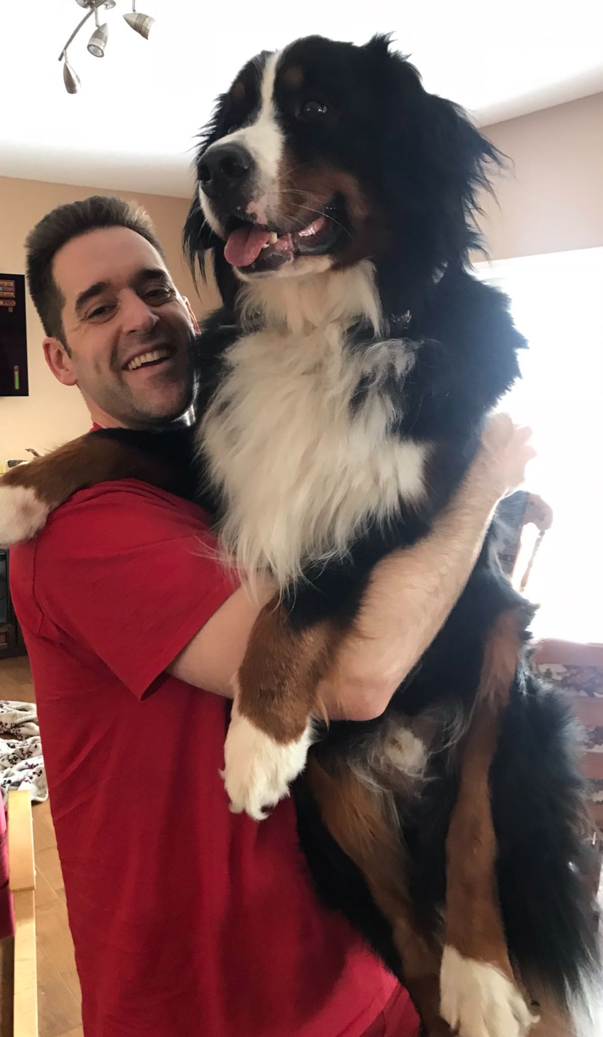 black white and brown bernese mountain dog being carried by a man