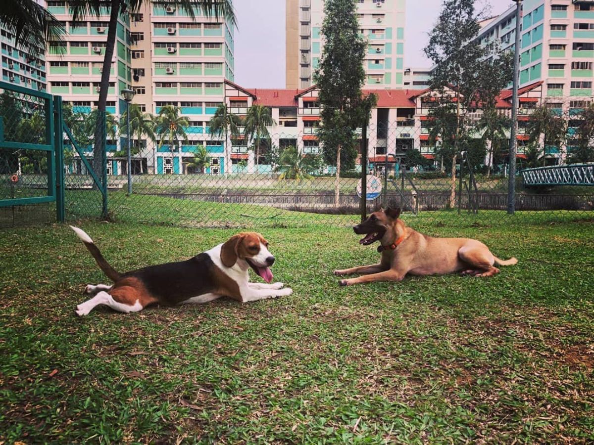 black white and brown dog and brown dog laying on grass opposite each other