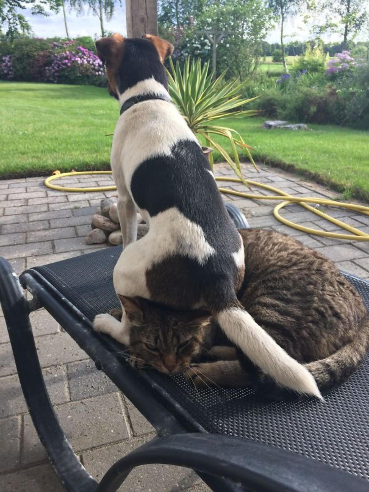 black white and brown dog sitting on the head of a grey tabby cat laying on a black metal patio chair