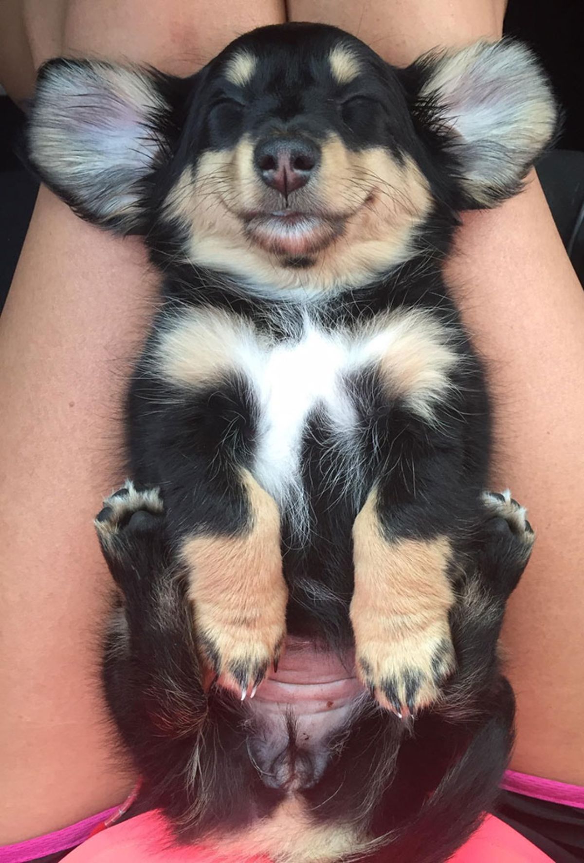 black white and brown puppy sleeping belly up on someone's lap