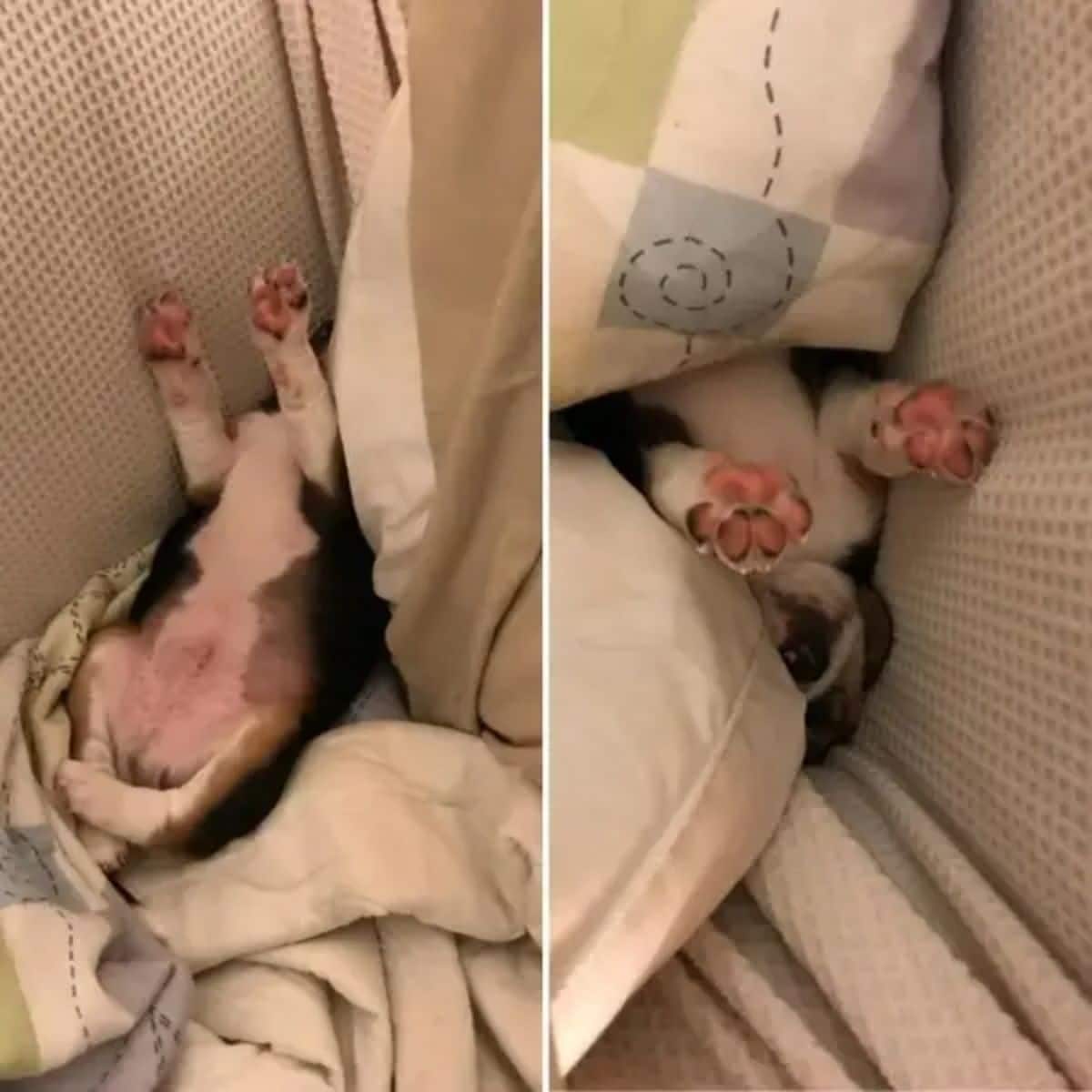 black white and brown puppy sleeping belly up with the front legs in the air and the face behind a cushion