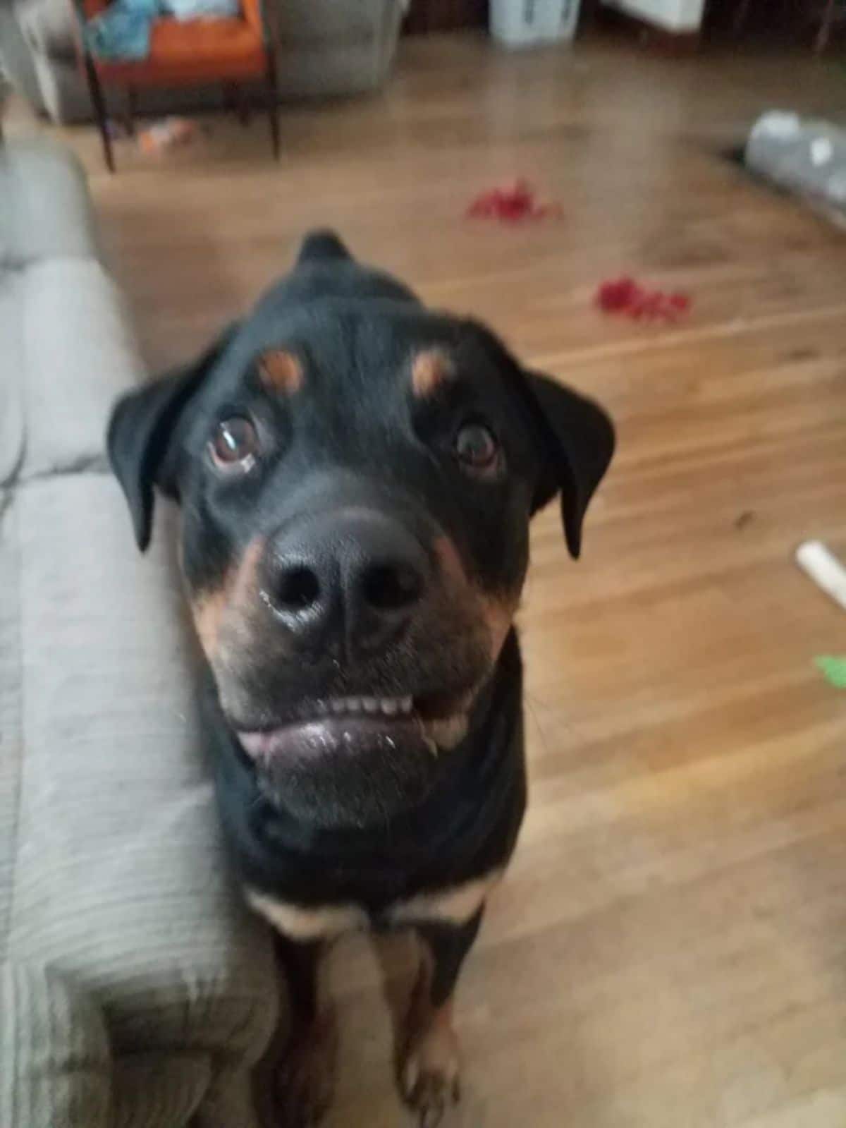 blurry photo of black and brown dog smiling slightly with the teeth showing