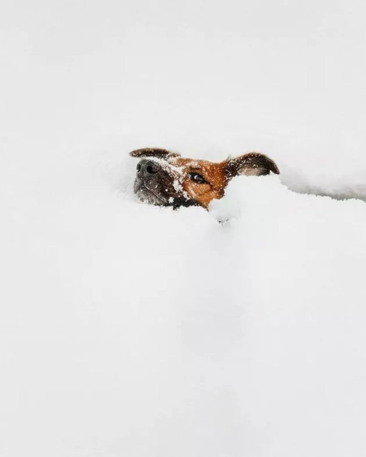 brown and black dog in snow with only the head sticking out of the snow