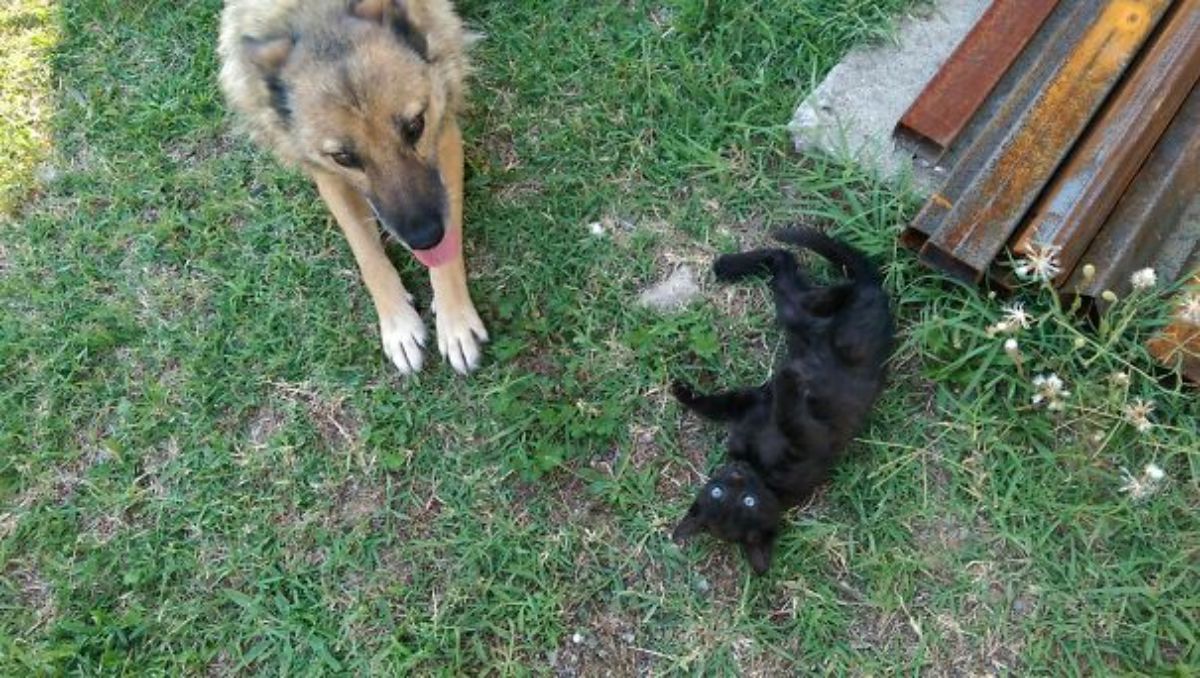 brown and black german shepherd laying on grass next to a black kitten laying belly up