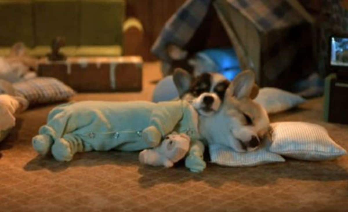 brown and white and black brown and white corgi puppies sleeping wearing green button up onesies