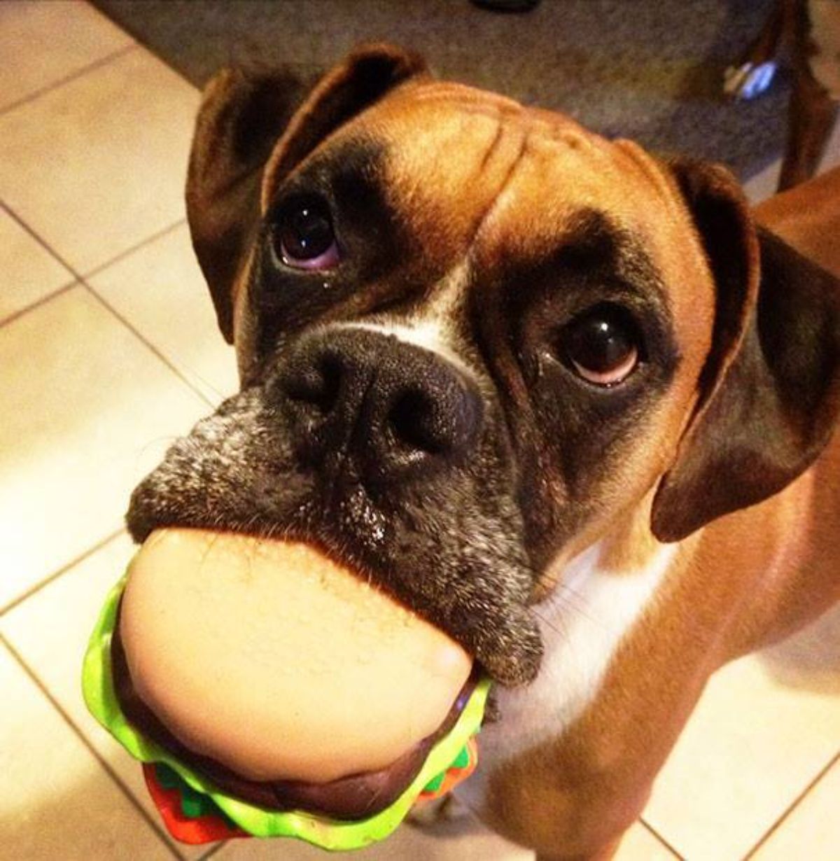 brown and white boxer holding a burger toy in its mouth