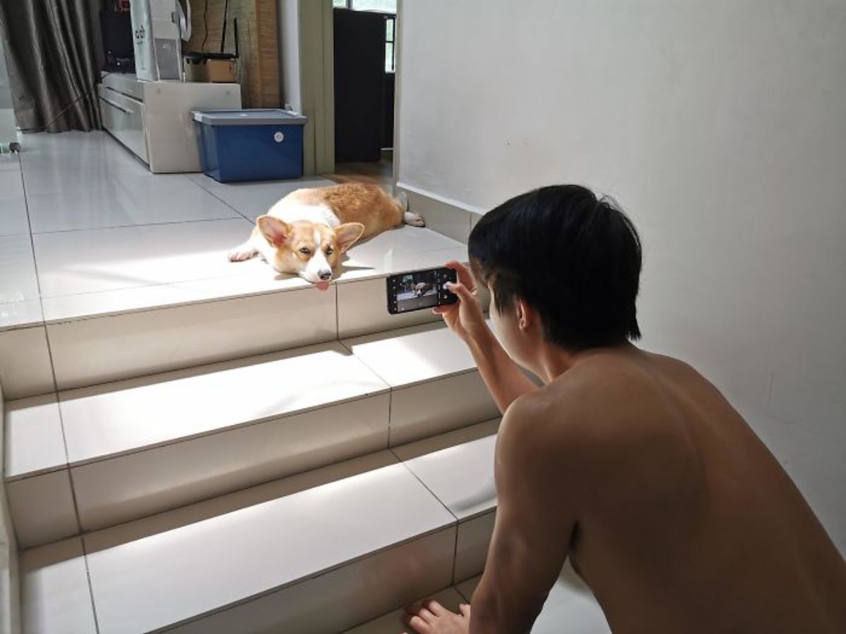 brown and white corgi laying on the floor in the sunshine with a man taking photos of it