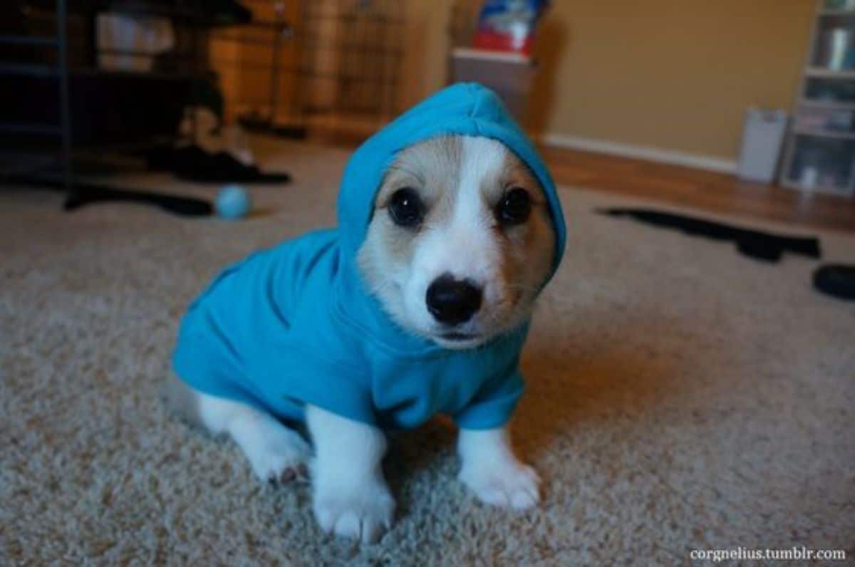 brown and white corgi puppy wearing a blue onesie with a hoodie