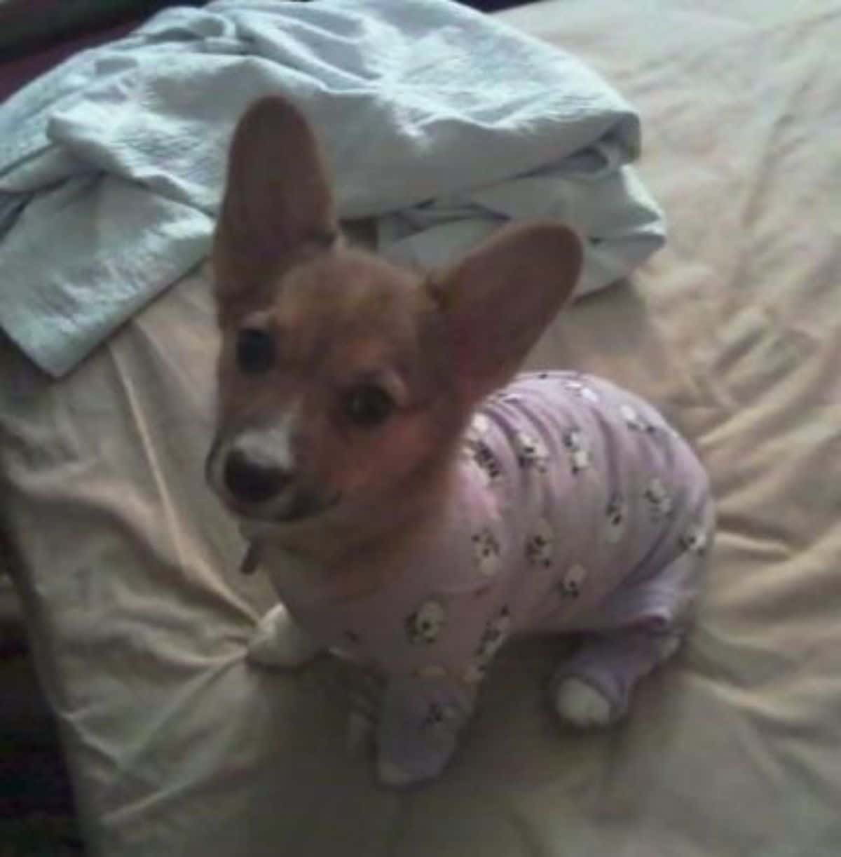 brown and white corgi puppy wearing a pink black and white onesie
