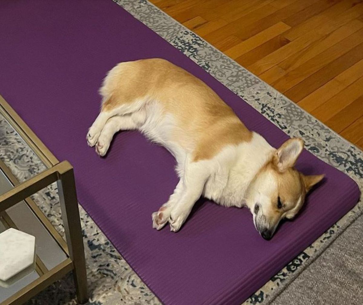 brown and white corgi sleeping sideways on a purple yoga mat