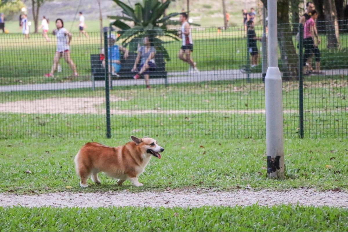brown and white corgi walking on grass in a dog park