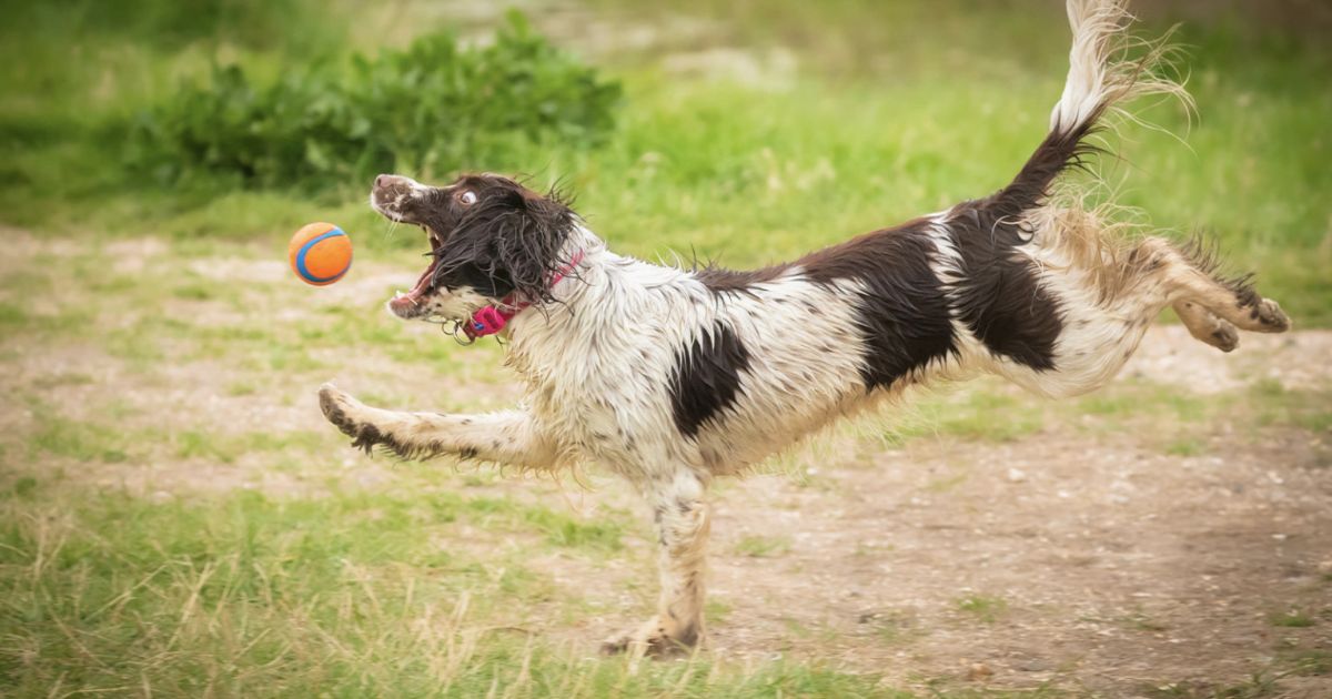 brown and white dog caught mid leap trying to catch an orange and blue ball