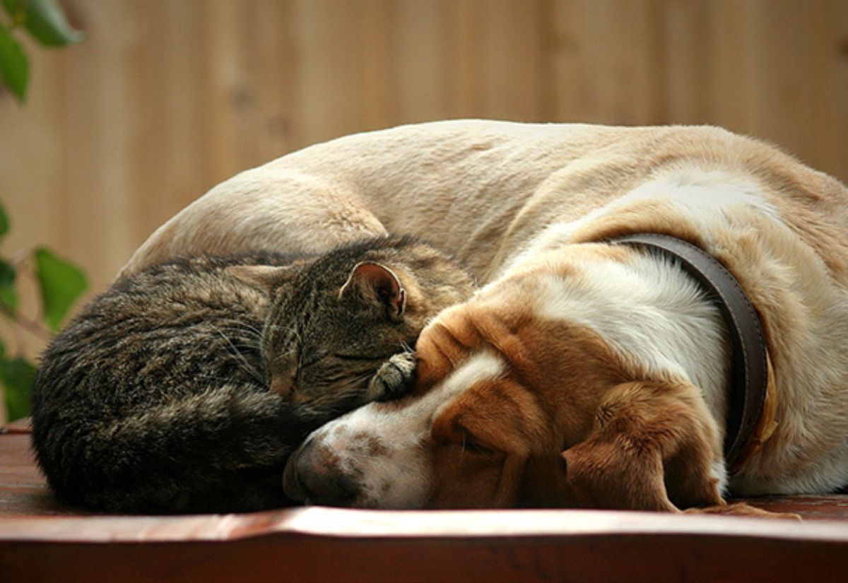 brown and white dog cuddling and sleeping with a grey tabby cat