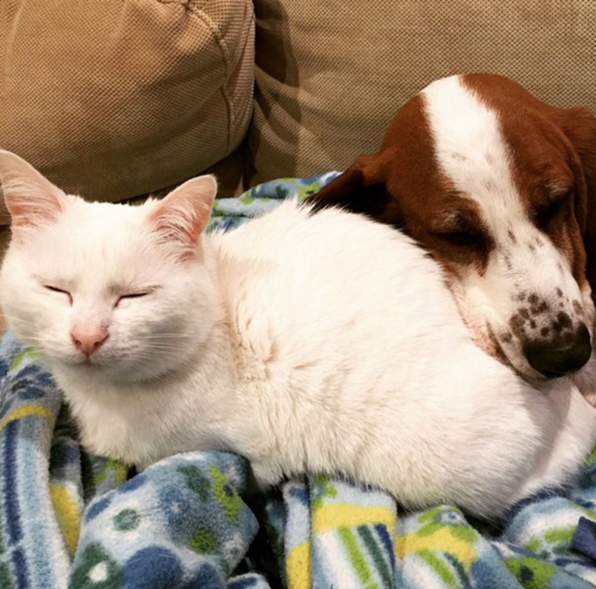 brown and white dog cuddling with a white cat on a colourful blanket