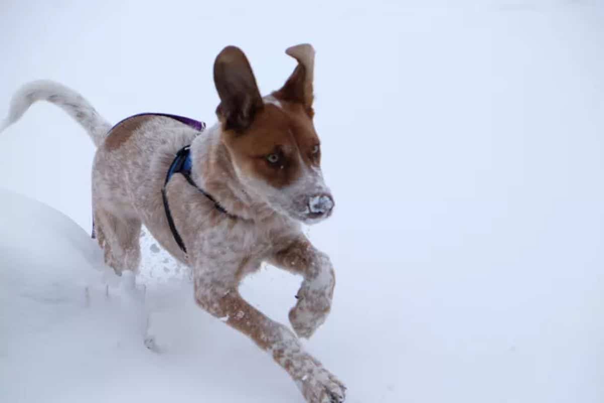 brown and white dog in a harness running in snow