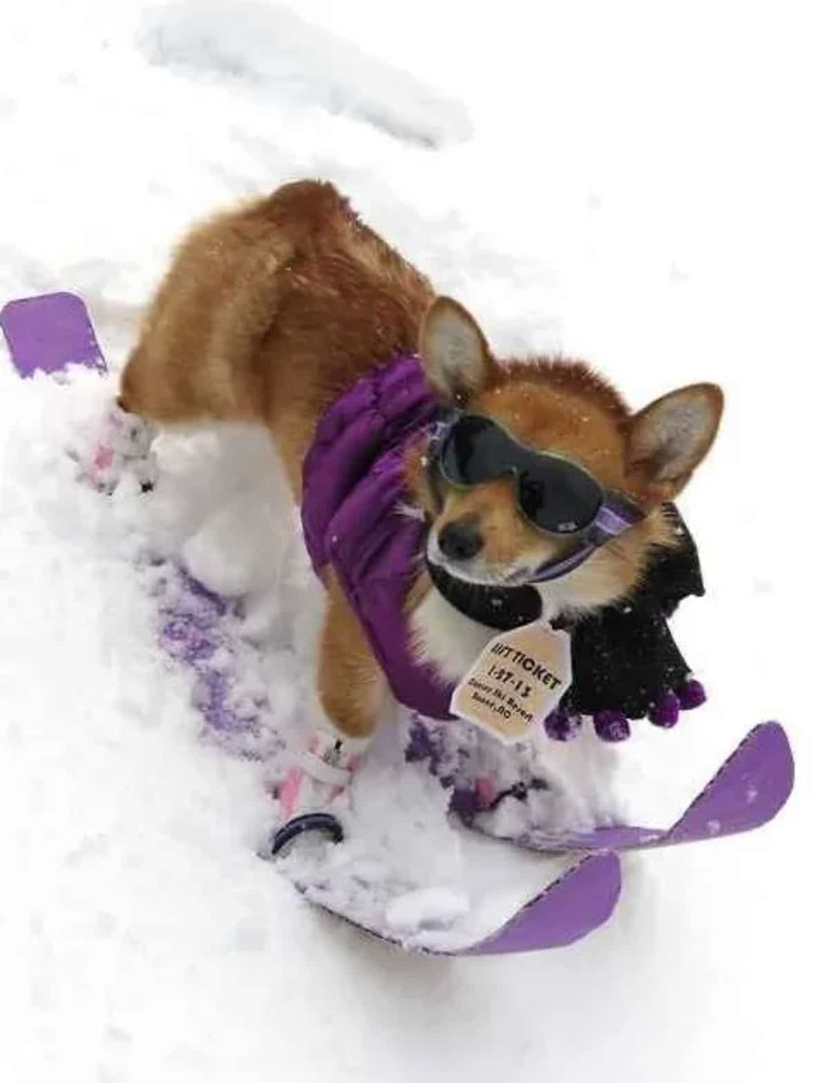 brown and white dog in black goggles and purple and black jacket with purple skis standing in snow
