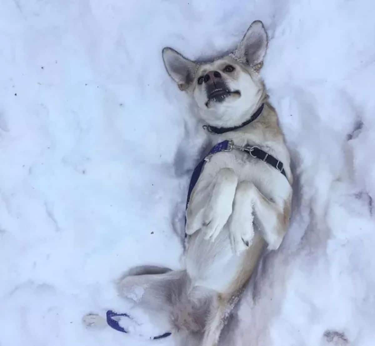 brown and white dog laying belly up on snow