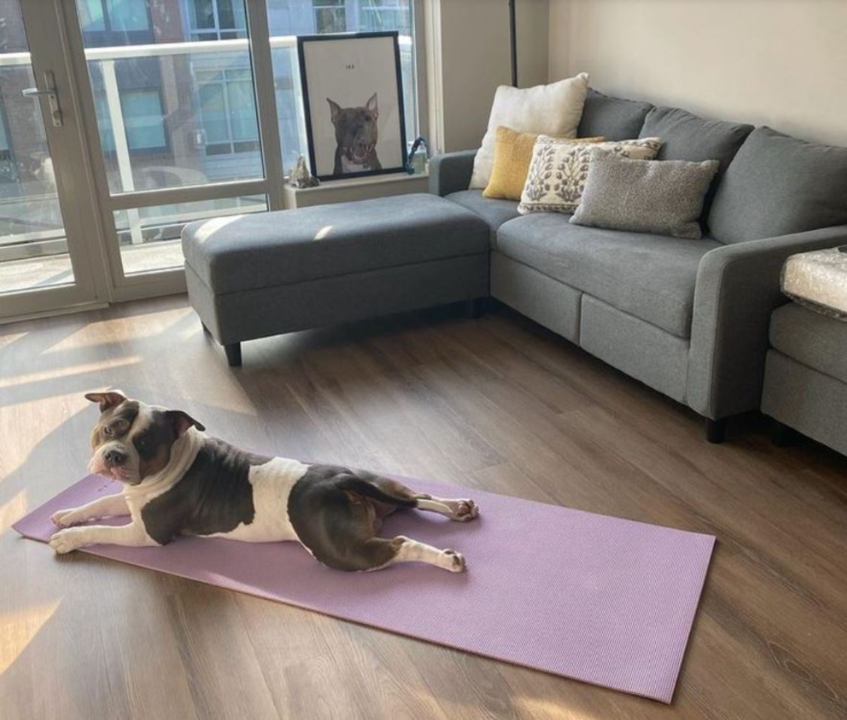 brown and white dog laying stretched on a purple yoga mat