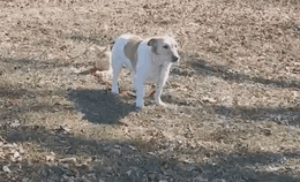 brown and white dog on a red leash being held by an orange and white cat laying on the ground