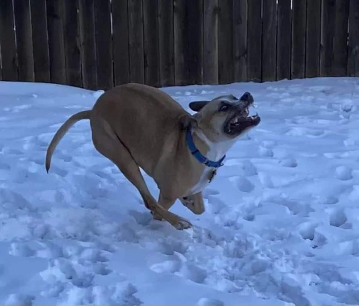 brown and white dog running in snow