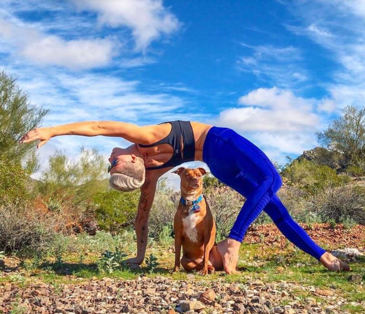 brown and white dog sitting under a woman doing a yoga pose arching her back