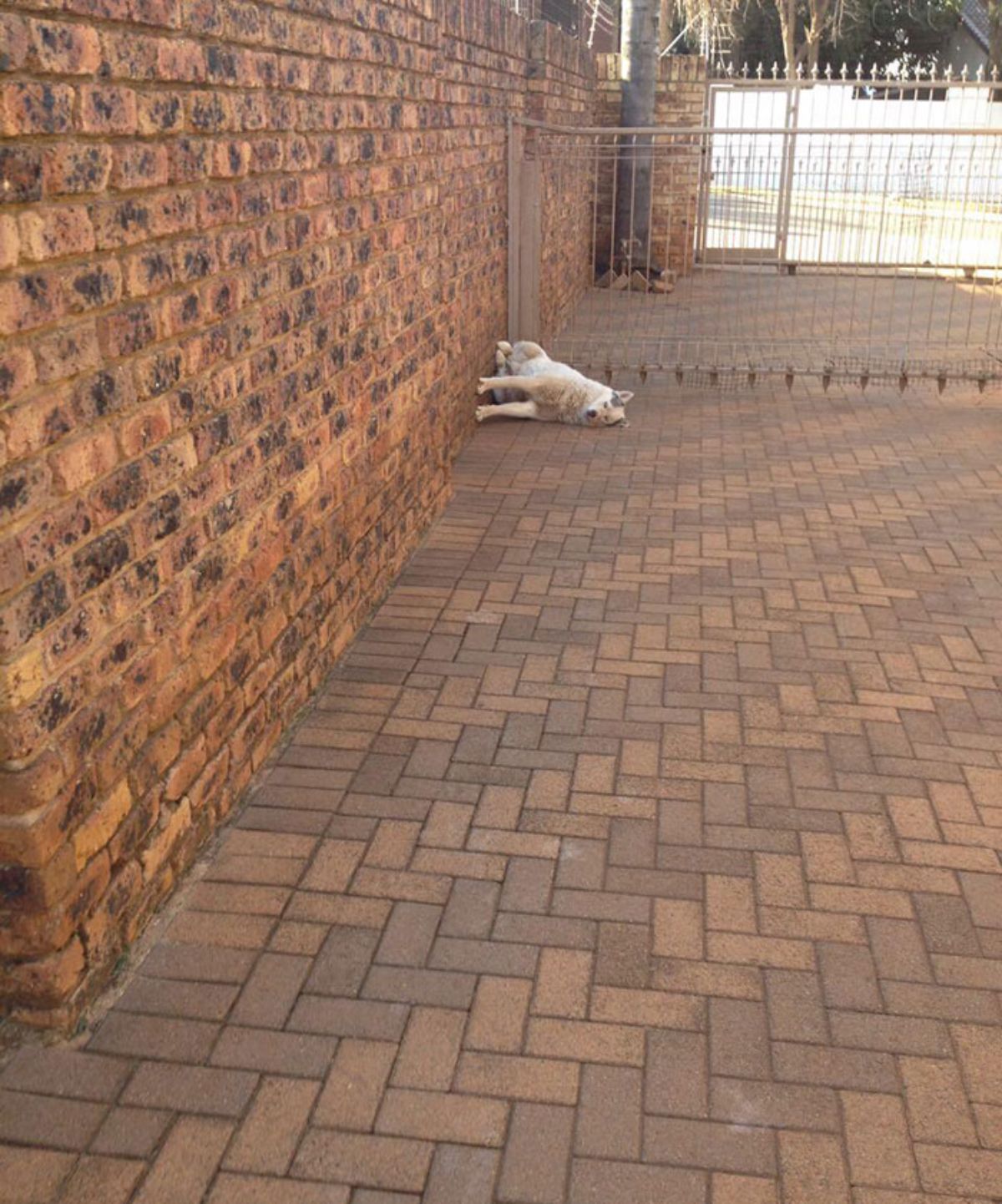 brown and white dog sleeping with the feet against a wall