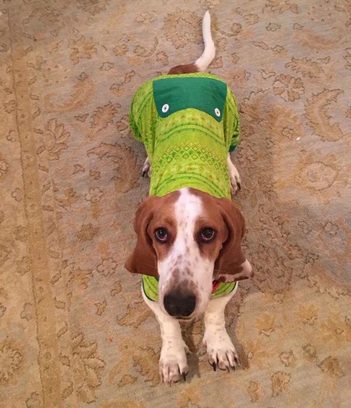 brown and white dog wearing a green patterned onesie